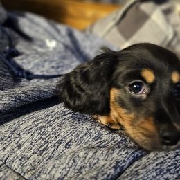 Dachshunds from Windy Ridge Dachshunds