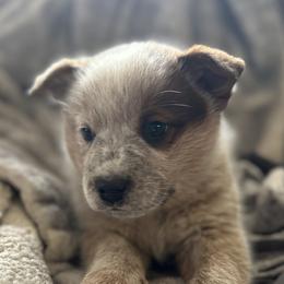 Australian Cattle Dog Puppies from Adcock Ranch Cattle Dogs
