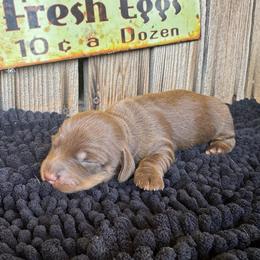Bruno - Chocolate and tan male Dachshund puppy in Colbert, Oklahoma from Brooke Crenshaw