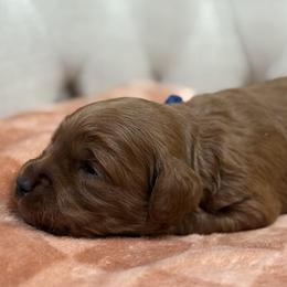 Ashton - Blue Collar Boy - Red  male Goldendoodle puppy in Pleasant Hill, Iowa from Harvest Creek