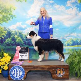 Australian Shepherd puppies from Lk Michigan BIS Champion Aussies