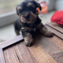 Miniature Schnauzer and Yorkshire Terrier Puppies from Copper Rose Farm