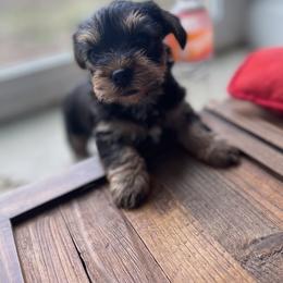 Miniature Schnauzer and Yorkshire Terrier Puppies from Copper Rose Farm