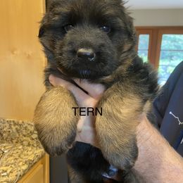 Boy 1 - German Shepherd puppy in Arroyo Grande, California from Vom Kupferhaus