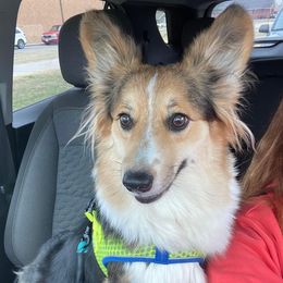 Pembroke Welsh Corgis from Sarah’s Mystic Kennels