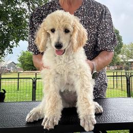 Lily (Lavender Collar Girl) - Cream female Poodle puppy in Breckenridge, Texas from Cates Standard Poodles