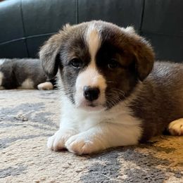 Cardigan Welsh Corgi Puppies from Kanicula Cardigan Welsh Corgis