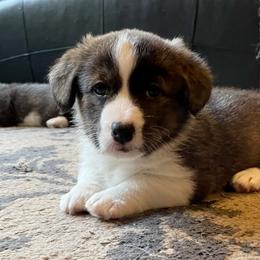 Cardigan Welsh Corgi Puppies from Kanicula Cardigan Welsh Corgis