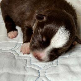 Australian Shepherd and Miniature Australian Shepherd Puppies from The Great Bambino SunState Aussies!