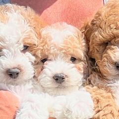 Labradoodles from Klava Doodles