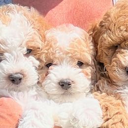 Labradoodles from Klava Doodles