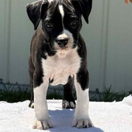 Midnight - Black female American Staffordshire Terrier puppy in Clintwood, Virginia from SkyBlue Kennel