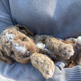 Max - Apricot male Goldendoodle puppy in Berlin, Ohio from Doodle Babys