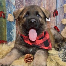 German Shepherd Puppies from Validus Pastoris Kennels