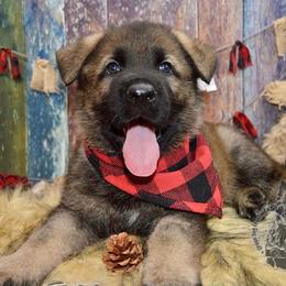 German Shepherd Puppies from Validus Pastoris Kennels