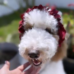 Libby - Poodle