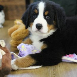 Bowie - Black rust and white male Bernese Mountain Dog puppy in Walnut Creek, Ohio from Emerald Acres Bernese