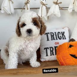 Renaldo - White male Cavapoo puppy in Mesa, Arizona from Pedersendoodles