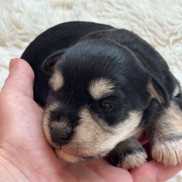 Kona - Black and silver male Miniature Schnauzer puppy in Auburn, Georgia from Very Special Mini Schnauzers