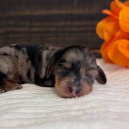 Backwoods Barbie - Dapple female Dachshund puppy in Dothan, Alabama from Little House Pups