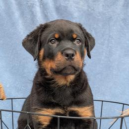 Rottweiler Puppies from Desert Sky