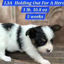 L3A Holding Out For A Hero - White black and tan male Papillon puppy in Davenport, Washington from Lovely Ladies and Little Asses Miniature Equines (L3A Pomeranians & Papillons)