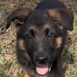 Boz - Black and tan male German Shepherd puppy in Central Florida, Florida from Vom Furstenhund