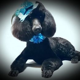 Gem - Poodle