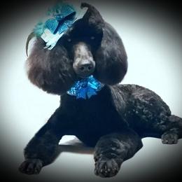 Gem - Poodle