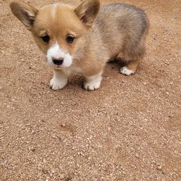 Pembroke Welsh Corgi All Grown Up from Cordial Corgies