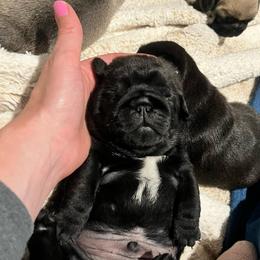 Wilson - Black male Pug puppy in Grants Pass, Oregon from Malta Pugs