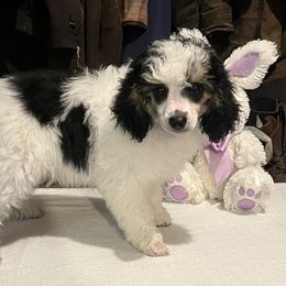 Poodle Puppies from Eagleridge Mini Poodles