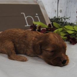 Boy 1 - male Cavapoo puppy in Mountain Grove, Missouri from Dogwood & Sassafras Companions