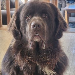 Esau - Newfoundland