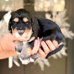 Jaguar - Phantom female Bernedoodle puppy in Salt Lake County, Utah from Coco Avenue Pups