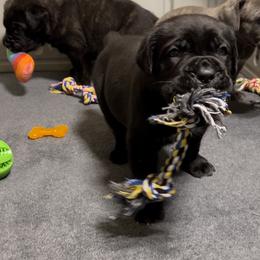 Cane Corso Puppies from Arcana Cane Corso