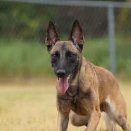 Belgian Malinois and German Shepherds from PL Training Services