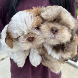 Shih Tzu Puppies from Garry's Shih Tzus