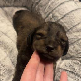 2nd Born Brindle - Brindle female Dachshund puppy in Rochester, Washington from Curtiss Dachshunds
