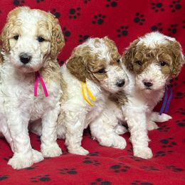 Poodle puppies from Poodles of New England
