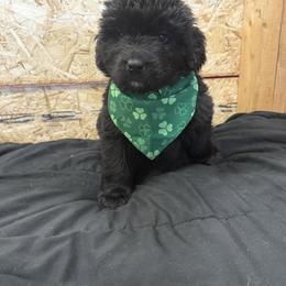 Cora - Black female Newfoundland puppy in Goodhue, Minnesota from Claypits Newfoundlands