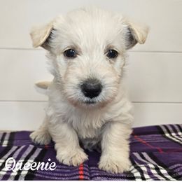 Girl 2 - purple collar - Wheaten female Scottish Terrier puppy in San Tan Valley, Arizona from For the love of Scotties