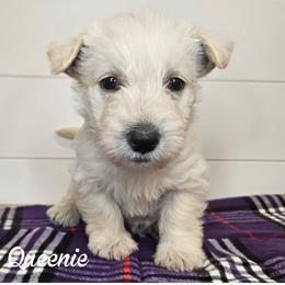 Girl 2 - purple collar - Wheaten female Scottish Terrier puppy in San Tan Valley, Arizona from For the love of Scotties