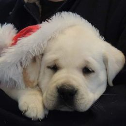 Labrador Retriever Puppies from Suebel Labradors South