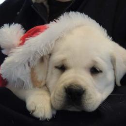 Labrador Retriever Puppies from Suebel Labradors South