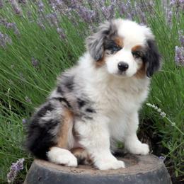 Rocket - Blue merle male Miniature American Shepherd puppy in Kalama, Washington from Lone Pine Miniature American Shepherds