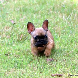 Buck - Fawn male French Bulldog puppy in Winnsboro, Texas from JP Ranch Bulldogs