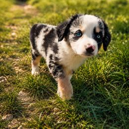 Zenith - Blue merle male Miniature Australian Shepherd puppy in Macomb, Missouri from Faunus Farms and Aussies