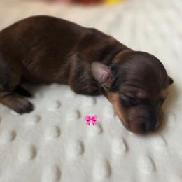 Rose - Red female Dachshund puppy in Tuscaloosa, Alabama from Watermelon Doxies