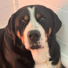 Truffle - Greater Swiss Mountain Dog